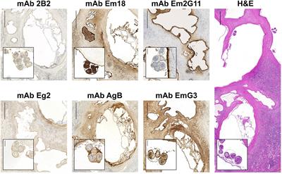 Monoclonal antibody-based localization of major diagnostic antigens in metacestode tissue, excretory/secretory products, and extracellular vesicles of Echinococcus species